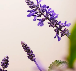 Rituals of Namasté lavender